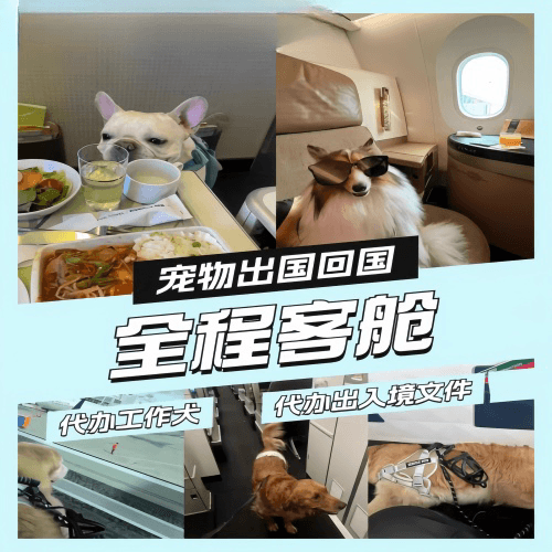 锦州市宠物托运到白俄罗斯宠物入境规定和要求